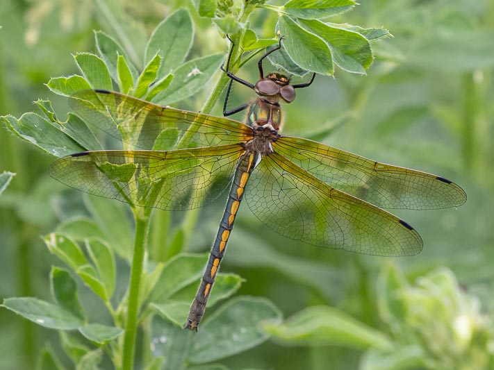 Oxygastra curtisii (Orange-spotted Emerald) female.jpg